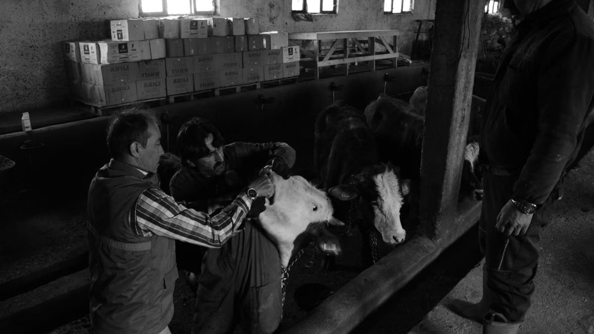 Black and white photo of farmers tending to cattle in a barn, depicting rural life.
